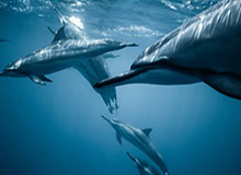 半岛体育——点燃运动激情的热土